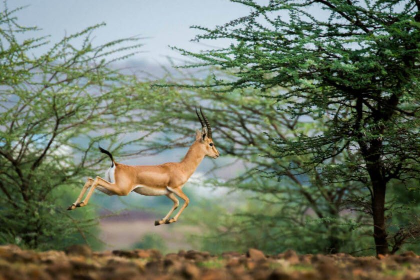 Bluff Island Wildlife Sanctuary